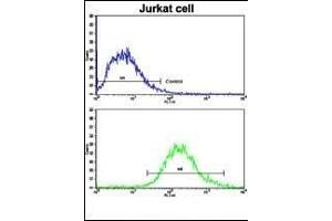 Flow cytometric analysis of jurkat cells using MERTK Antibody (bottom histogram) compared to a negative control cell (top histogram).