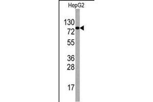 Western blot analysis of anti-EIF4B Antibody (Center) Pab (ABIN388669 and ABIN2837872) in HepG2 cell line lysates (35 μg/lane). (EIF4B antibody  (AA 353-382))