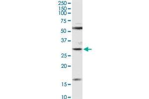 F11R MaxPab rabbit polyclonal antibody. (F11R antibody  (AA 1-299))
