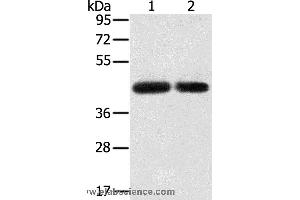 Western blot analysis of PC3 and hepg2 cell, using SLC16A3 Polyclonal Antibody at dilution of 1:200 (SLC16A3 antibody)