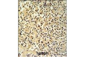 GZMB Antibody (N-term) (ABIN390495 and ABIN2840854) IHC analysis in formalin fixed and paraffin embedded human Lymph tissue followed by peroxidase conjugation of the secondary antibody and DAB staining. (GZMB antibody  (N-Term))