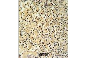 GZMB Antibody (N-term) (ABIN390495 and ABIN2840854) IHC analysis in formalin fixed and paraffin embedded human Lymph tissue followed by peroxidase conjugation of the secondary antibody and DAB staining. (GZMB antibody  (N-Term))