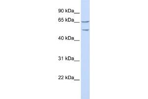 WB Suggested Anti-TTYH1 Antibody Titration:  0. (TTYH1 antibody  (N-Term))