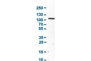 Western Blot analysis of human cell line U-87 MG. (Aconitase 1 antibody  (AA 800-889))