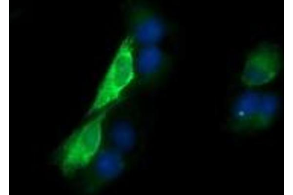 Kallikrein 8 antibody