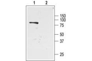 Western blot analysis of rat kidney membranes: - 1. (KCNJ1 antibody  (C-Term, Intracellular))