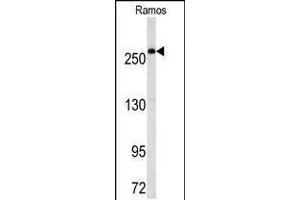 Western blot analysis of FASN Antibody in Ramos cell line lysates (35ug/lane) (Fatty Acid Synthase antibody  (AA 942-973))