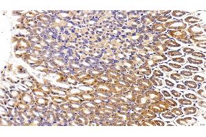 Detection of MEP1a in Mouse Stomach Tissue using Polyclonal Antibody to Meprin A Alpha (MEP1a) (MEP1A antibody  (AA 219-463))