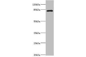 Western blot All lanes: Cell division cycle 5-like protein antibody at 4 μg/mL + Mouse brain tissue Secondary Goat polyclonal to rabbit IgG at 1/10000 dilution Predicted band size: 90 kDa Observed band size: 90 kDa (CDC5L antibody  (AA 563-802))