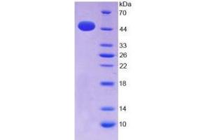 SDS-PAGE analysis of Mouse IFNa Protein. (IFNA Protein)
