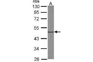 WB Image Sample (50 ug of whole cell lysate) A: mouse brain 10% SDS PAGE antibody diluted at 1:3000