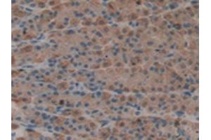 IHC-P analysis of Rat Stomach Tissue, with DAB staining. (Epiregulin antibody  (AA 1-162))