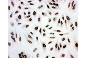 ICC testing of A549 cells (HDAC3 antibody  (AA 411-428))