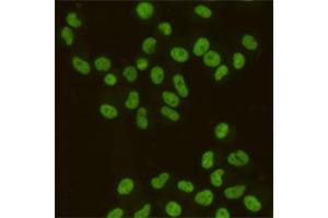Immunocytochemistry staining of HeLa cells fixed with 4 % Paraformaldehyde and using SAFB1 mouse mAb (dilution 1:200). (SAFB antibody)