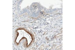Immunohistochemical staining (Formalin-fixed paraffin-embedded sections) of human fallopian tube with FLT1 monoclonal antibody, clone CL0345  shows strong immunoreactivity in the endothelial cells.