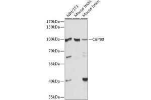 Western blot analysis of extracts of various cell lines, using CBP80 antibody (ABIN6134006, ABIN6138009, ABIN6138010 and ABIN6218117) at 1:1000 dilution. (NCBP1 antibody)