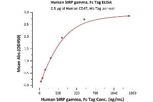 ELISA image for Signal-Regulatory Protein gamma (SIRPG) (AA 29-364) protein (Fc Tag) (ABIN2181773)