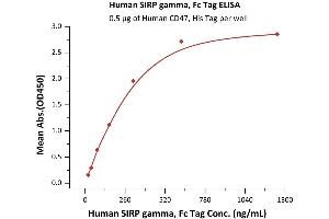 Immobilized Human CD47, His Tag (ABIN2180804,ABIN2180803) at 5 μg/mL (100 μL/well) can bind Human SIRP gamma, Fc Tag (ABIN2181774,ABIN2181773) with a linear range of 20-312 ng/mL (QC tested). (SIRPG Protein (AA 29-364) (Fc Tag))