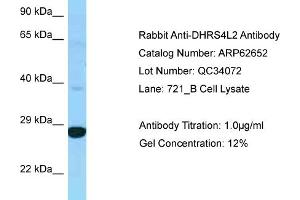 Western Blotting (WB) image for anti-Dehydrogenase/reductase (SDR Family) Member 4 Like 2 (DHRS4L2) (C-Term) antibody (ABIN2789199)