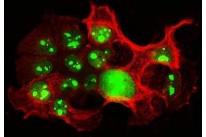 IF analysis of NCL using anti-NCL antibody (ABIN7600662) and anti-Tubulin beta antibody (ABIN7602744). (Nucleolin antibody  (AA 219-629))