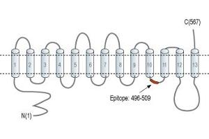 Representative domain view of the target of ABIN7885498.