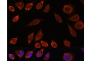 Immunofluorescence analysis of L929 cells using HPS4 Polyclonal Antibody at dilution of 1:100. (HPS4 antibody)