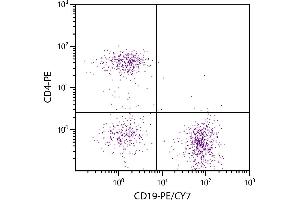 C57BL/6 mouse splenocytes were stained with Rat Anti-Mouse CD19-PE/CY7. (CD19 antibody  (PE-Cy7))