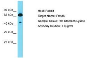 Image no. 1 for anti-FERM Domain Containing 6 (FRMD6) (AA 527-576) antibody (ABIN6750337) (FRMD6 antibody  (AA 527-576))