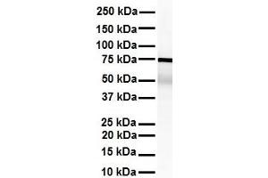 WB Suggested Anti-KHSRP antibody Titration: 1 ug/mL Sample Type: Human heart (KHSRP antibody  (Middle Region))