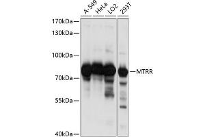 Western blot analysis of extracts of various cell lines, using MTRR antibody (ABIN6129840, ABIN6144180, ABIN6144181 and ABIN6218553) at 1:1000 dilution. (MTRR antibody  (AA 50-230))