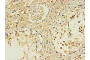 Immunohistochemistry of paraffin-embedded human testis tissue using ABIN7156983 at dilution of 1:100 (RABL4 antibody  (AA 1-186))