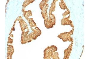 Formalin-fixed, paraffin-embedded Rat Oviduct stained with Cytokeratin, HMW Monoclonal Antibody (KRTL/1077). (Keratin 77 antibody)