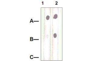 Dot Blot : 1 ug peptide was blot onto NC membrane. (Neuropilin 1 antibody)