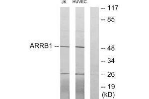 Western blot analysis of extracts from Jurkat cells and HUVEC cells, using ARRB1 antibody. (beta Arrestin 1 antibody  (C-Term))