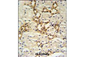 BSND Antibody IHC analysis in formalin fixed and paraffin embedded mouse kidney tissue followed by peroxidase conjugation of the secondary antibody and DAB staining. (BSND antibody  (C-Term))