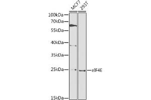 Western blot analysis of extracts of various cell lines, using eIF4E antibody  at 1:1000 dilution. (EIF4E antibody  (AA 1-217))