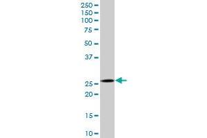 CAPNS1 MaxPab polyclonal antibody. (Calpain S1 antibody  (AA 1-268))