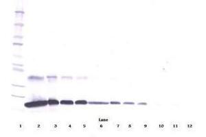 Image no. 2 for anti-Tumor Necrosis Factor Receptor Superfamily, Member 1A (TNFRSF1A) antibody (ABIN465074)