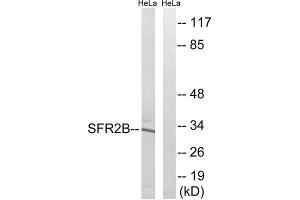 Western Blotting (WB) image for anti-serine/arginine-Rich Splicing Factor 8 (SRSF8) (Internal Region) antibody (ABIN1852230) (SFRS2B antibody  (Internal Region))