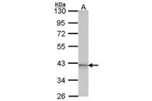 Image no. 1 for anti-Adenosine A1 Receptor (ADORA1) (AA 162-227) antibody (ABIN467371) (ADORA1 antibody  (AA 162-227))