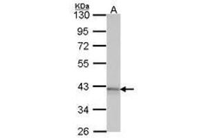 Image no. 1 for anti-Adenosine A1 Receptor (ADORA1) (AA 162-227) antibody (ABIN467371)