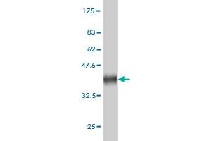 Western Blotting (WB) image for anti-Diphthamide Biosynthesis Protein 2 (DPH2) (AA 125-235) antibody (ABIN560637)