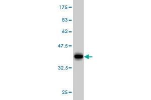 Western Blot detection against Immunogen (37. (ERH antibody  (AA 1-104))