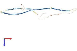 AlphaFold protein structure predicition of Human Recombinant GOLGA6L10 Protein, UniprotID A6NI86 (GOLGA6L10 Protein (AA 1-522) (His tag))