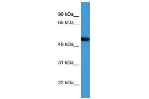 Western Blot showing ADORA2A antibody used at a concentration of 1-2 ug/ml to detect its target protein.