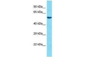 Host: Rabbit Target Name: FAM117A Sample Type: HepG2 Whole Cell lysates Antibody Dilution: 1. (FAM117A antibody  (C-Term))