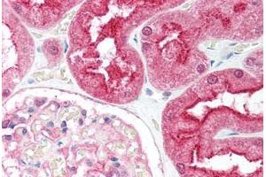 Human Kidney (formalin-fixed, paraffin-embedded) stained with C1QTNF6 antibody ABIN213917 at 5 ug/ml followed by biotinylated goat anti-rabbit IgG secondary antibody ABIN481713, alkaline phosphatase-streptavidin and chromogen. (CTRP6 antibody  (C-Term))