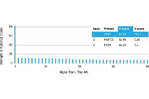 Protein Array (PAr) image for anti-Connective Tissue Growth Factor (CTGF) antibody (ABIN7456216) (CTGF antibody)