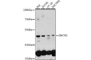 Western blot analysis of extracts of various cell lines, using ZNF701 antibody (ABIN7271523) at 1:1000 dilution. (ZNF701 antibody  (AA 100-200))