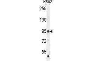 Western blot analysis in K562 cell line lysates (35ug/lane) using MSH2 Antibody . (MSH2 antibody  (Middle Region))